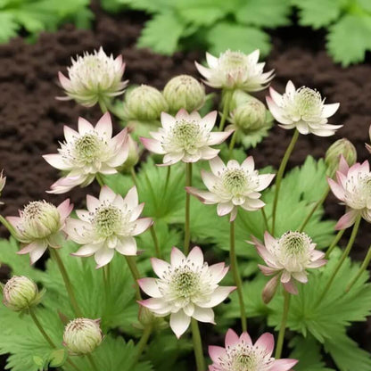 Astrantia Major Seeds - Flower Plant