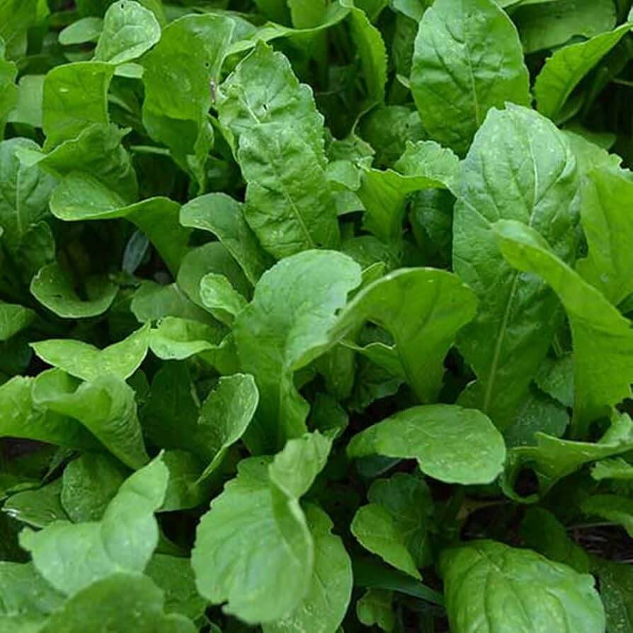 Astro arugula seeds - Vegetable Plant