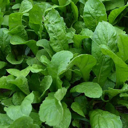 Astro arugula seeds - Vegetable Plant