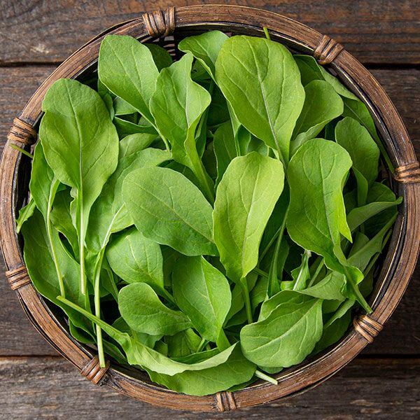 Astro arugula seeds - Vegetable Plant