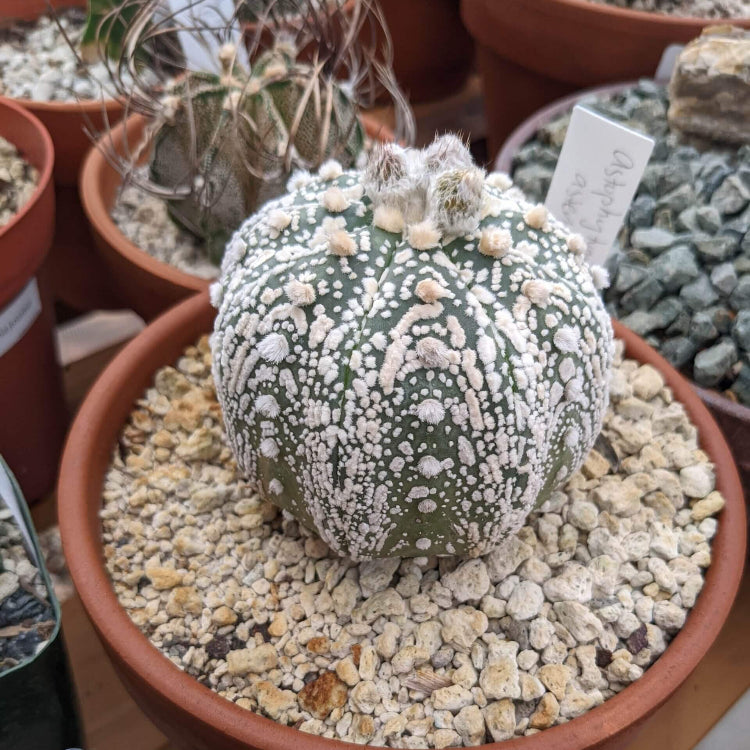 Astrophytum Seeds - Ornamental Flower Plant for Home Gardens