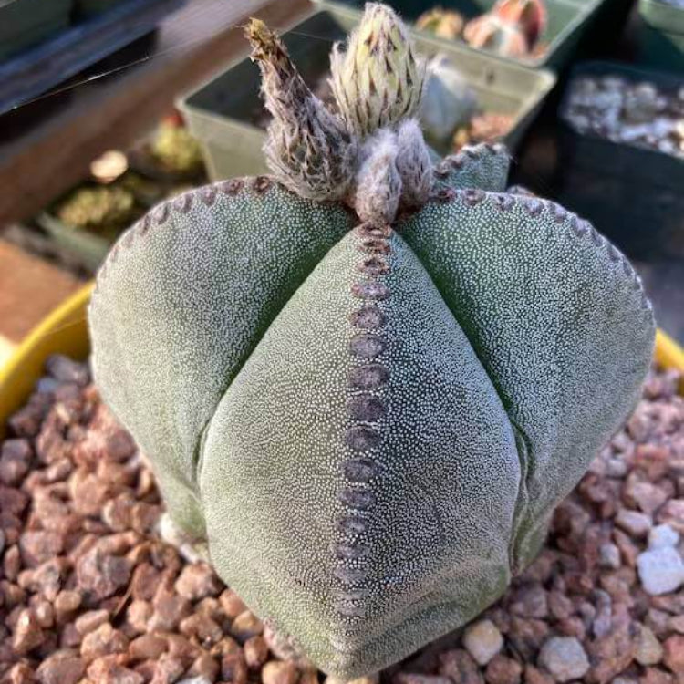 Astrophytum Seeds - Ornamental Flower Plant for Home Gardens