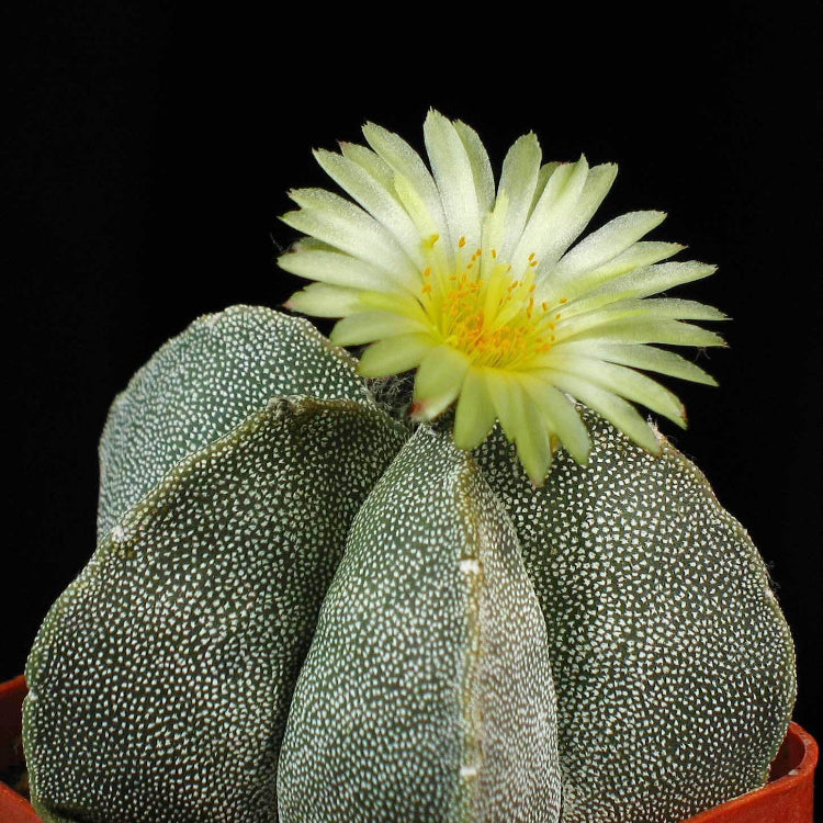 Astrophytum Seeds - Ornamental Flower Plant for Home Gardens