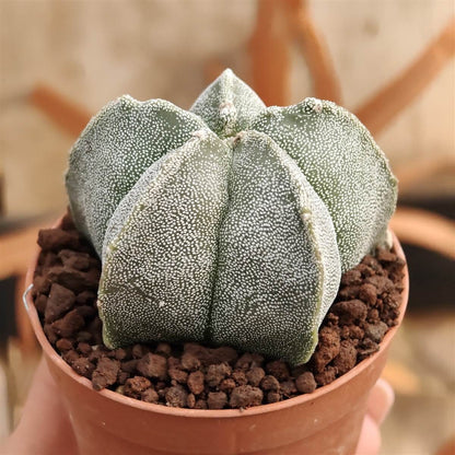 Astrophytum Seeds - Ornamental Flower Plant for Home Gardens