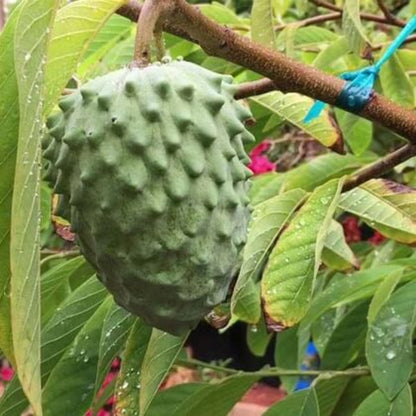Atemoya Seeds - Fruit Plant for Home Gardens