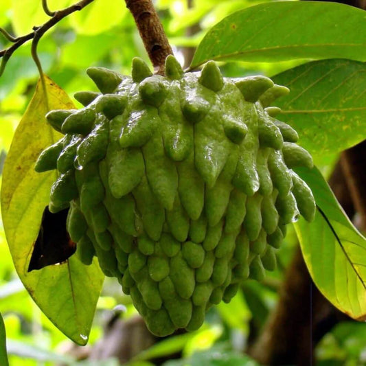 Atemoya Seeds - Fruit Plant for Home Gardens