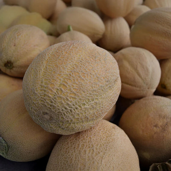 Athena Cantaloupe Seeds - Fruit Plant