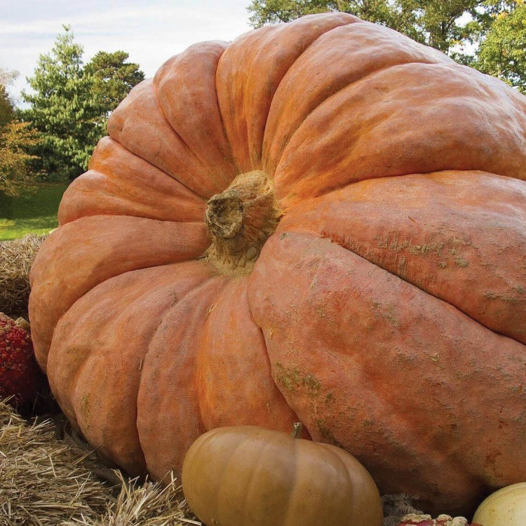 Atlantic Giant Pumpkin Seeds - Heirloom Vegetable Plant for Home Gardens
