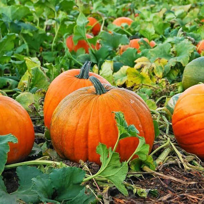 Atlantic Giant Pumpkin Seeds - Heirloom Vegetable Plant for Home Gardens