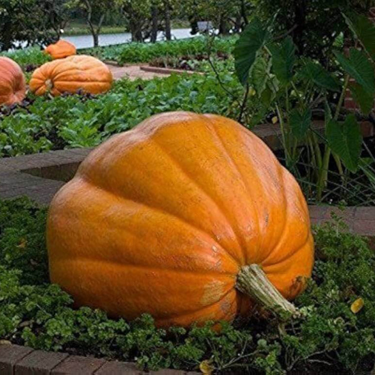 Atlantic Giant Pumpkin Seeds - Heirloom Vegetable Plant for Home Gardens