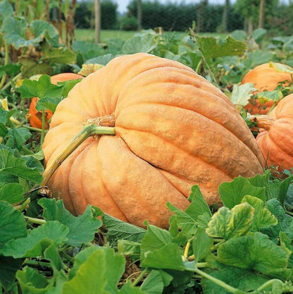 Atlantic Giant Pumpkin Seeds - Heirloom Vegetable Plant for Home Gardens