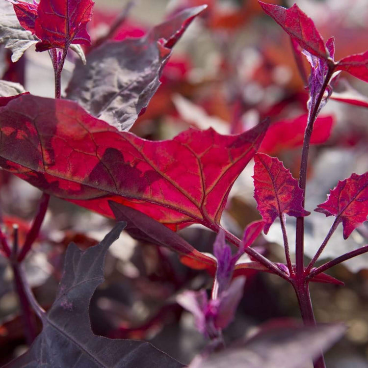 Atriplex Hortensis Seeds - Heirloom Vegetable Plant for Home Gardens