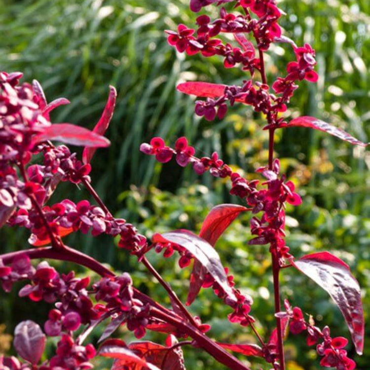 Atriplex Hortensis Seeds - Heirloom Vegetable Plant for Home Gardens