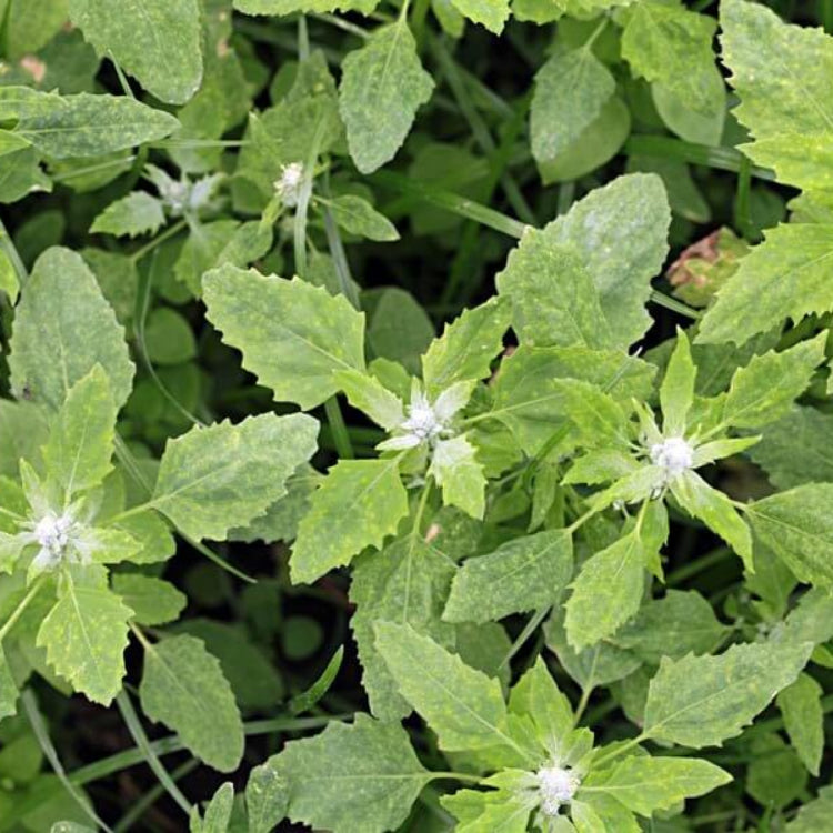 Atriplex Hortensis Seeds - Heirloom Vegetable Plant for Home Gardens