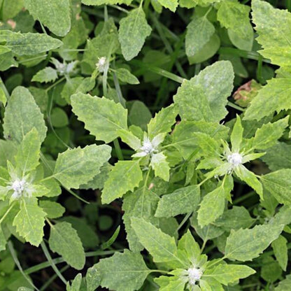 Atriplex Hortensis Seeds - Heirloom Vegetable Plant for Home Gardens