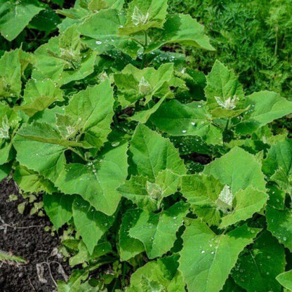 Atriplex Hortensis Seeds - Heirloom Vegetable Plant for Home Gardens