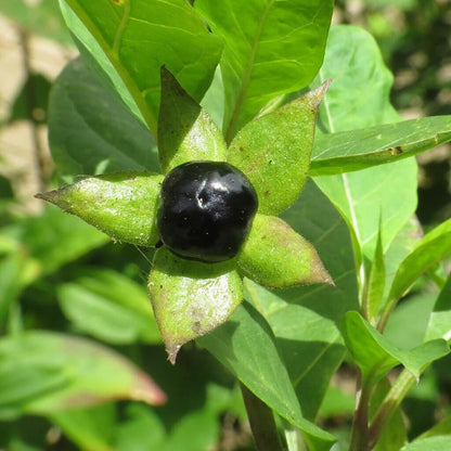 Atropa Belladonna Seeds - Heirloom Flower Plant for Home Gardens