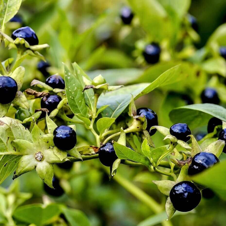 Atropa Belladonna Seeds - Heirloom Flower Plant for Home Gardens