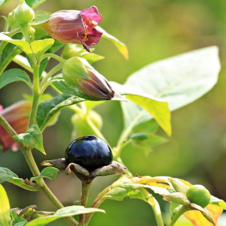 Atropa Belladonna Seeds - Heirloom Flower Plant for Home Gardens