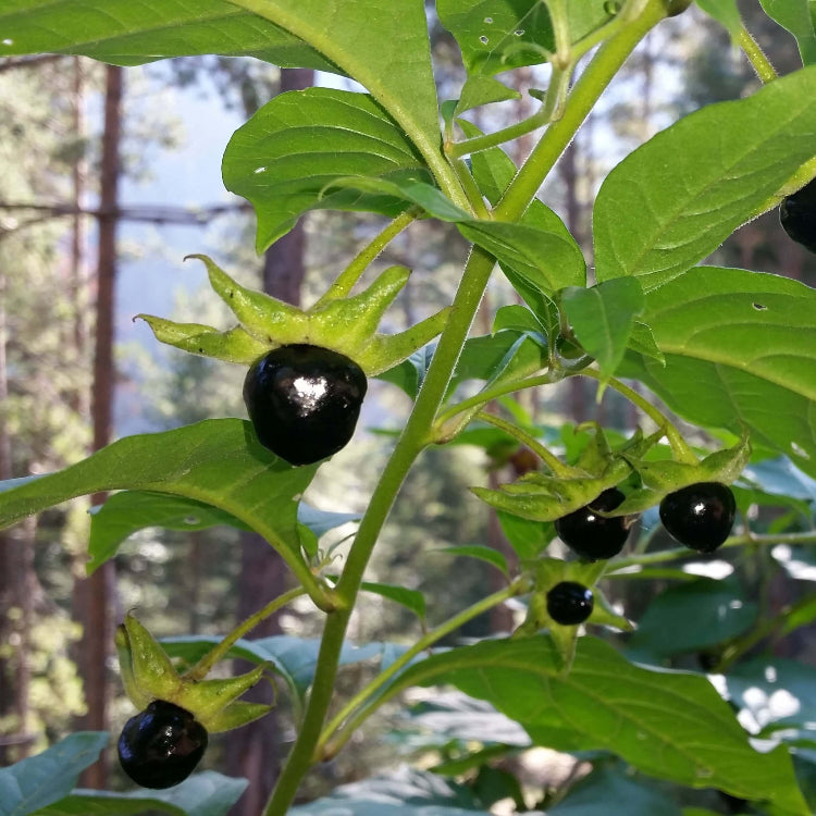 Atropa Belladonna Seeds - Heirloom Flower Plant for Home Gardens
