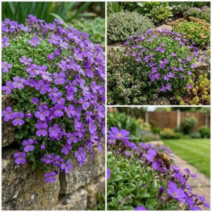 Aubrieta Cultorum Seeds - Heirloom Flower Plant for Home Gardens