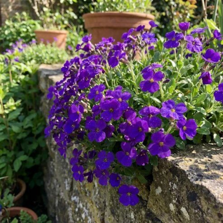 Aubrieta Cultorum Seeds - Heirloom Flower Plant for Home Gardens