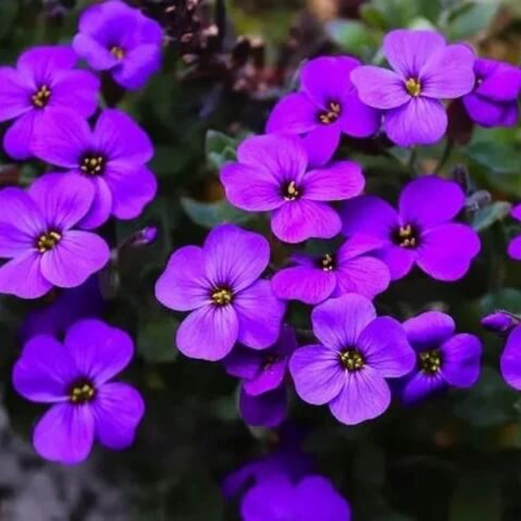 Aubrieta Deltoidea Seeds - Heirloom Flower Plant for Home Gardens