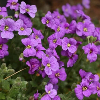 Aubrieta Deltoidea Seeds - Heirloom Flower Plant for Home Gardens