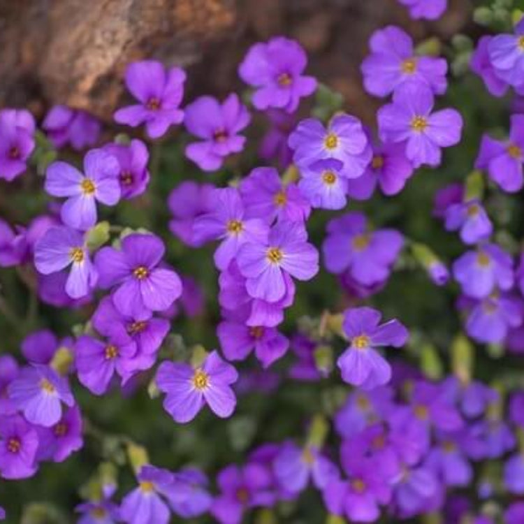Aubrieta Deltoidea Seeds - Heirloom Flower Plant for Home Gardens