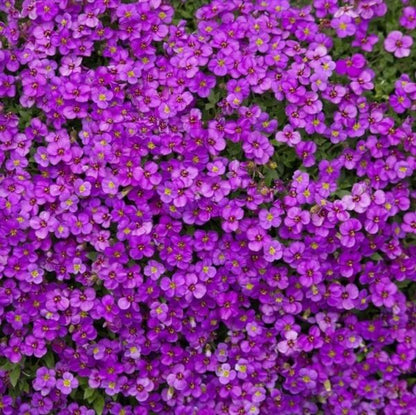 Aubrieta Deltoidea Seeds - Heirloom Flower Plant for Home Gardens