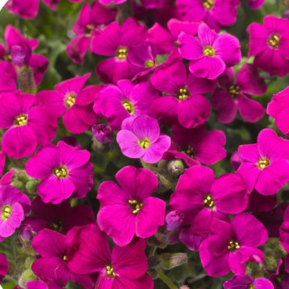 Aubrieta Seeds - Flower Plant for Home Gardens