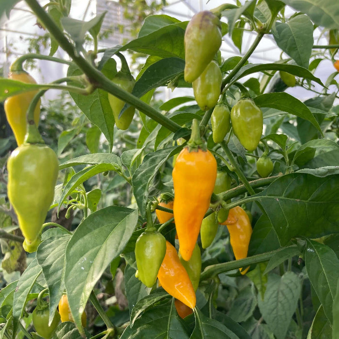 Augustine Minorcan Datil Hot Pepper Seeds