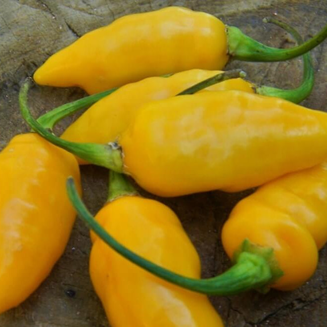 Augustine Minorcan Datil Hot Pepper Seeds