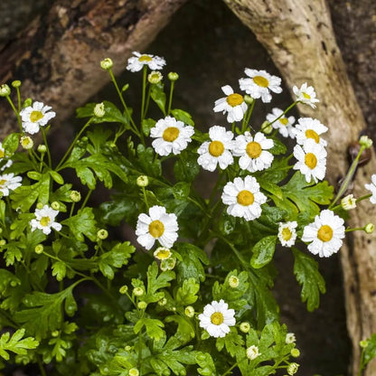 Aureum Feverfew Seeds - Herbal Plant for Home Gardens