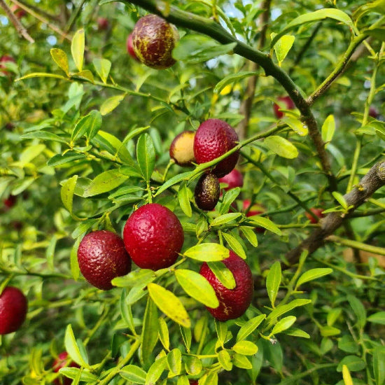 Australian Blood Lime Seeds