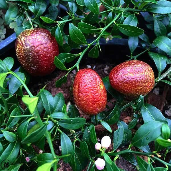 Australian Blood Lime Seeds