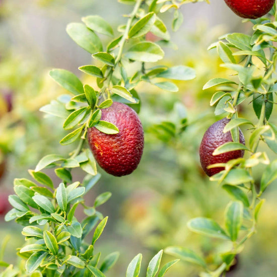 Australian Blood Lime Seeds