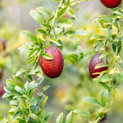 Australian Blood Lime Seeds