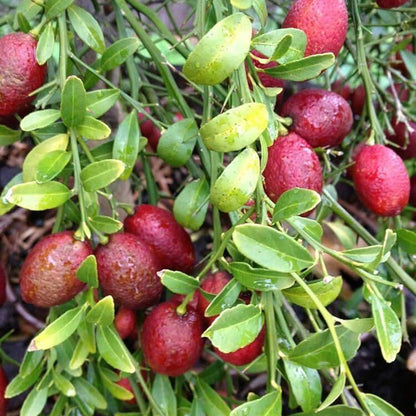 Australian Blood Lime Seeds