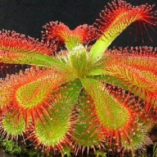 Australian Carnivorous Plant Seeds – Carnivorous Plant Seeds for Home Gardens