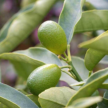 Australian Desert Lime Seeds