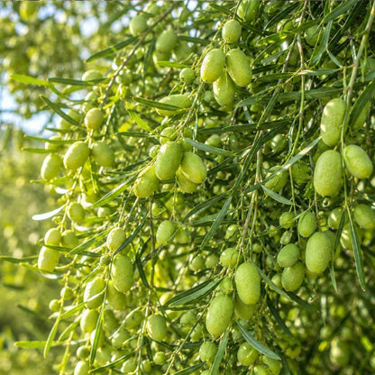 Australian Desert Lime Seeds