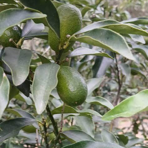 Australian Desert Lime Seeds