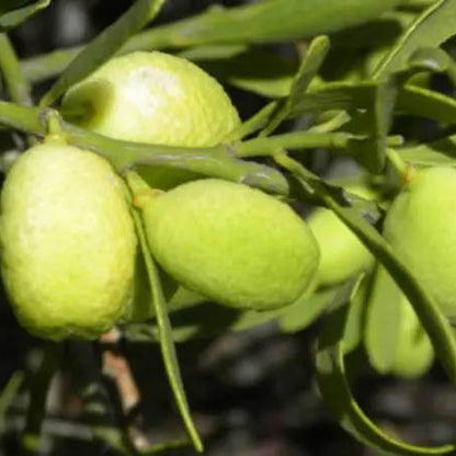 Australian Desert Lime Seeds
