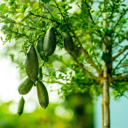 Australian Finger Lime Seeds