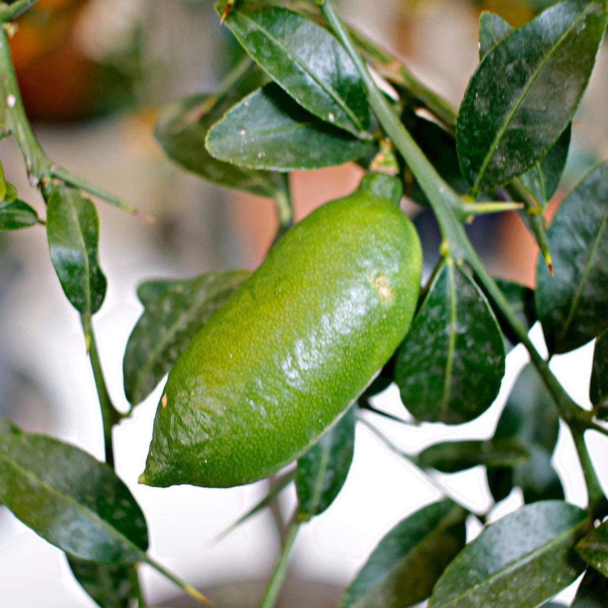 Australian Finger Lime Seeds