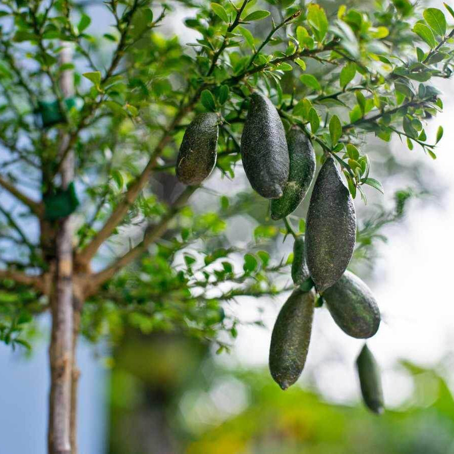 Australian Finger Lime Seeds
