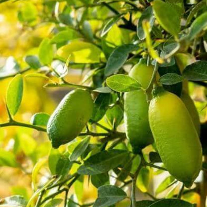 Australian Finger Lime Seeds