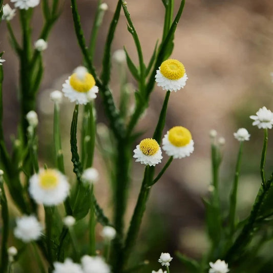 Australian Native Plant Seeds – Carnivorous Plant Seeds for Home Gardens