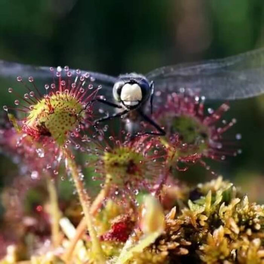 Australian Pitcher Plant Seeds – Carnivorous Plant Seeds for Home Gardens